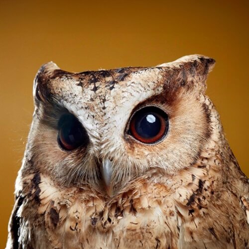 Birds of Prey North Somerset